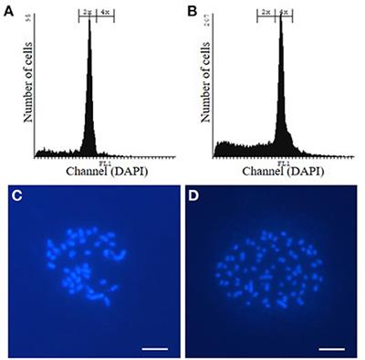 Whole genome duplication of wild-type and CINNAMYL ALCOHOL DEHYDROGENASE1-downregulated hybrid poplar reduces biomass yield and causes a brittle apex phenotype in field-grown wild types